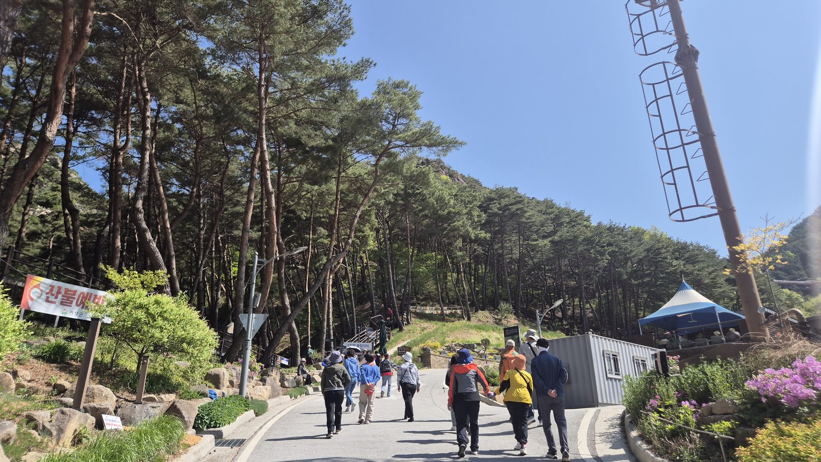산림치유랜드 입구로 이어지는 소나무 숲길