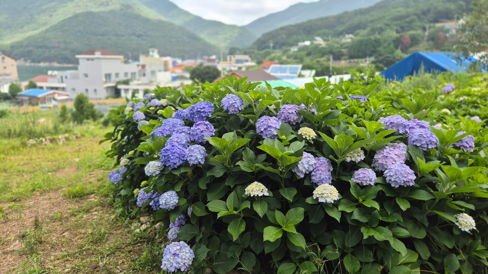 거제 남부면 마을 풍경과 수국이 함께 보이는 실제 방문 사진