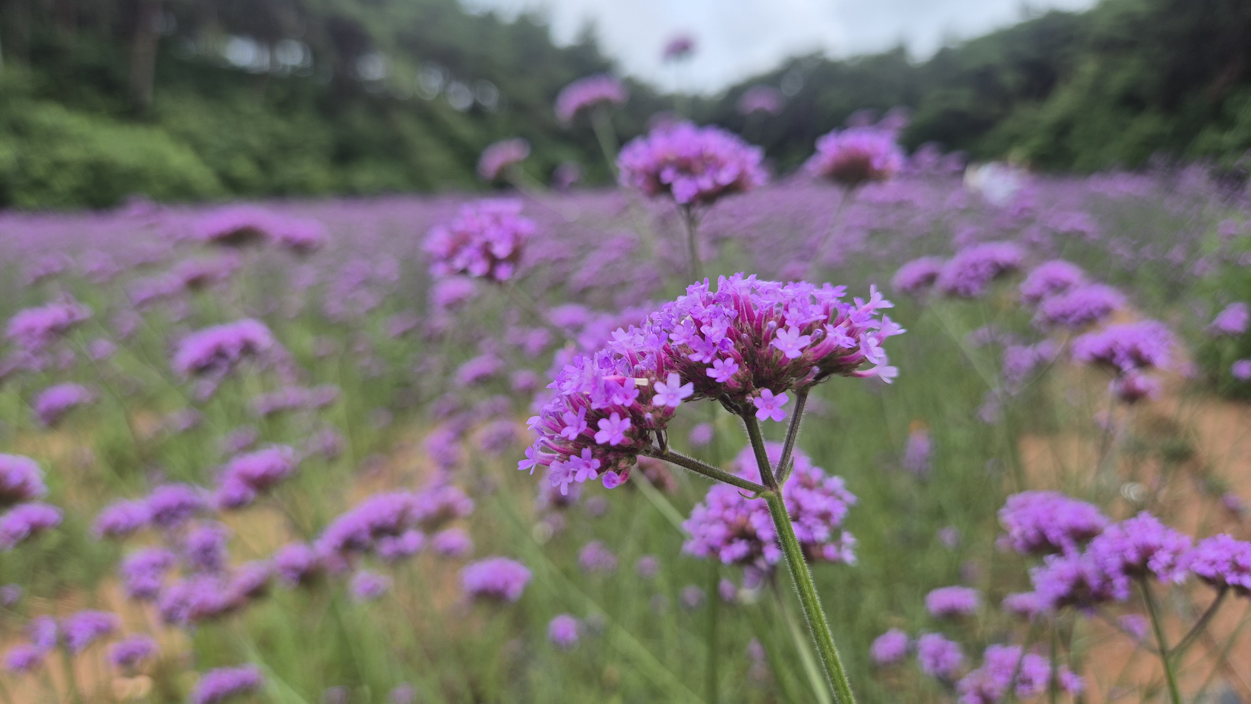 고창 청농원 보랏빛 꽃밭 근접 사진