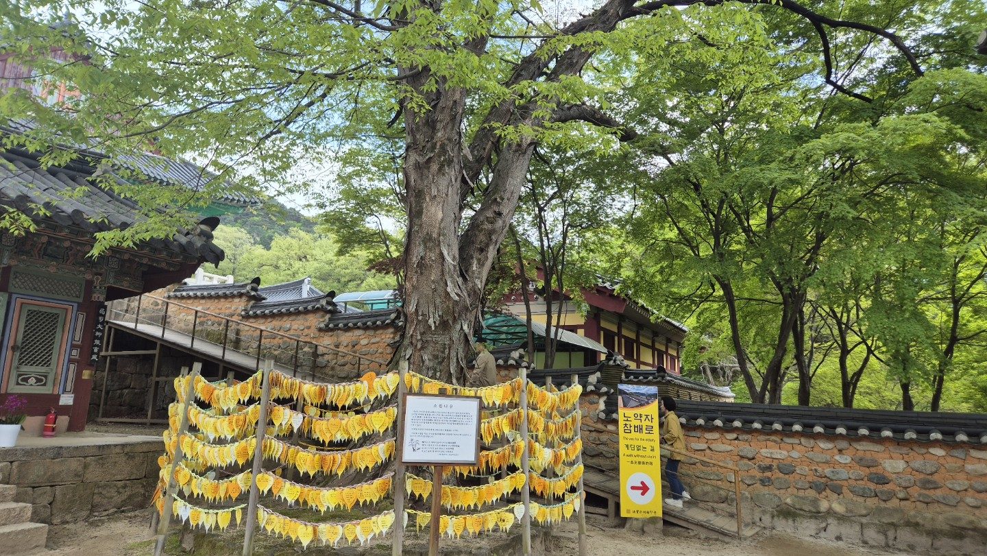 오래된 나무 주변에 노란 소원지가 걸린 해인사 경내