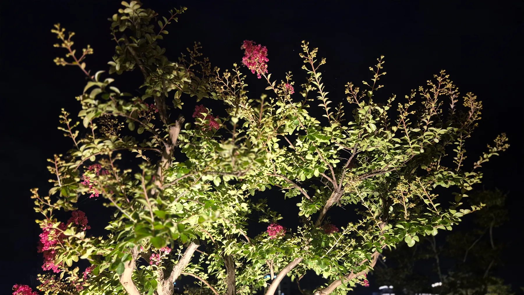조명을 받은 배롱나무 분홍 꽃