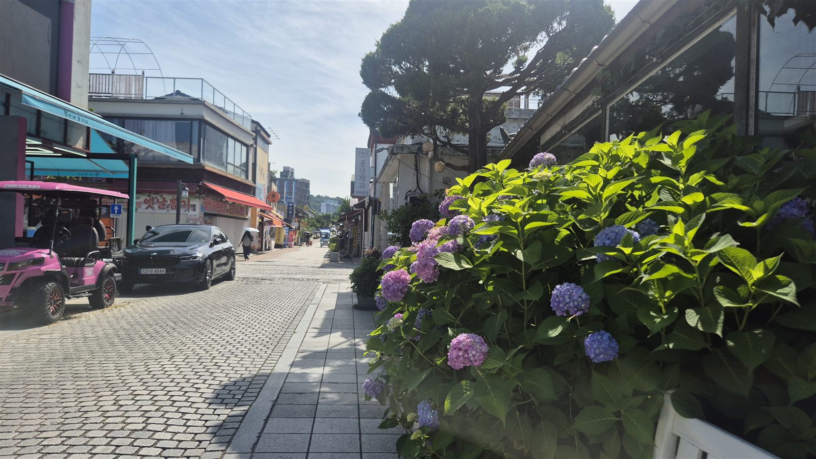 전주 한옥마을 골목의 수국과 거리 풍경